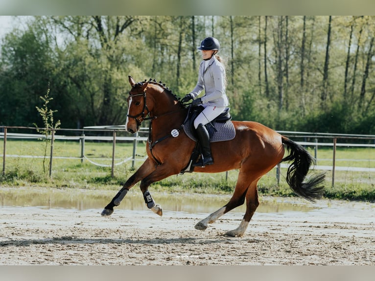 Hanoverian Gelding 5 years 16 hh Brown in Oberkr&#xE4;mer