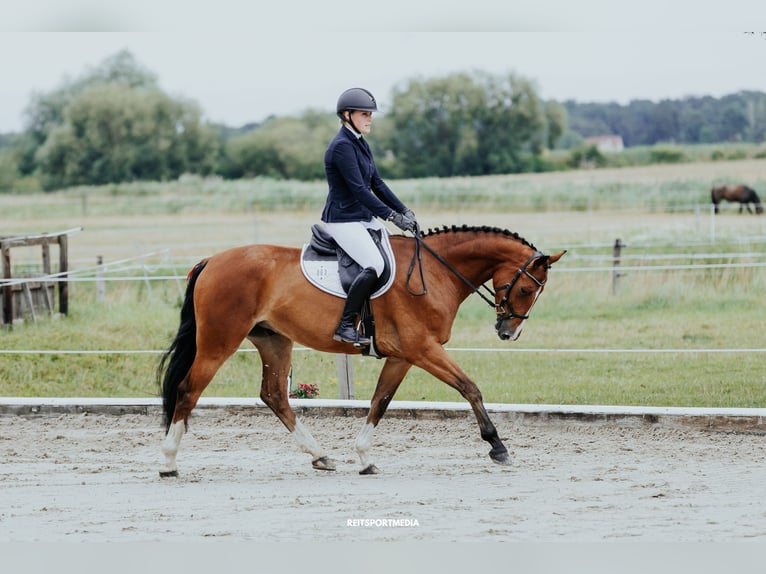 Hanoverian Gelding 5 years 16 hh Brown in Oberkr&#xE4;mer