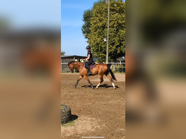 Hanoverian Gelding 5 years 16 hh Brown in Oberkr&#xE4;mer