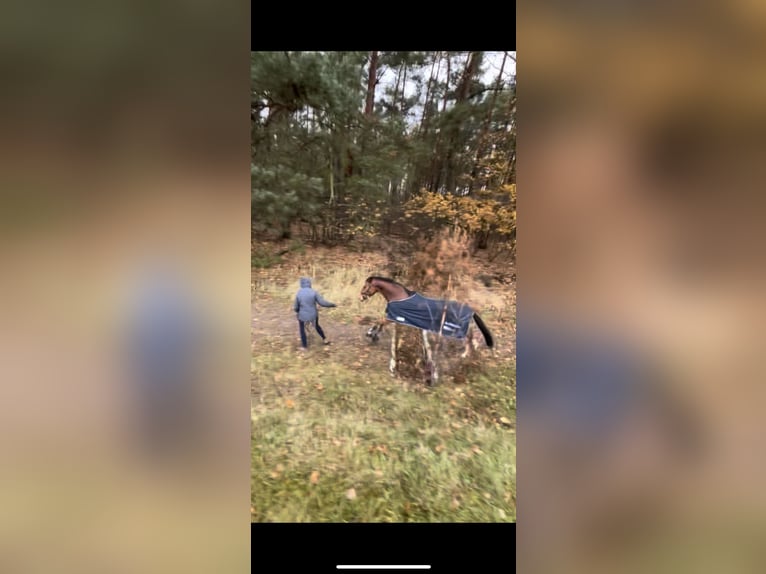 Hanoverian Gelding 5 years 16 hh Brown in Oberkr&#xE4;mer