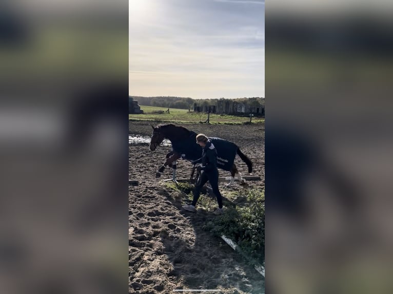 Hanoverian Gelding 5 years 16 hh Brown in Oberkr&#xE4;mer