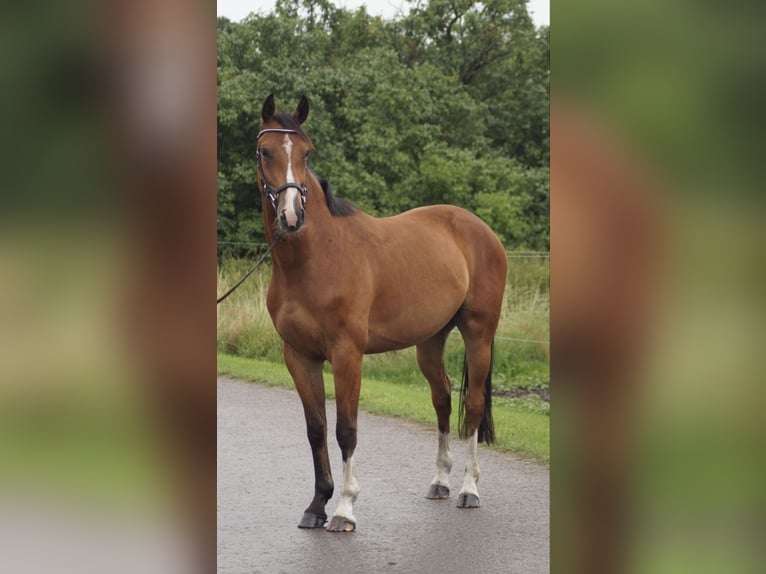 Hanoverian Gelding 5 years 16 hh Brown in Oberkr&#xE4;mer