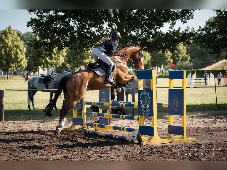 Hanoverian Gelding 5 years 16 hh Brown in Oberkr&#xE4;mer