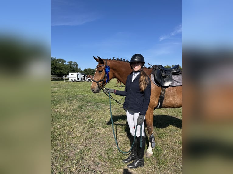 Hanoverian Gelding 5 years 16 hh Brown in Oberkr&#xE4;mer
