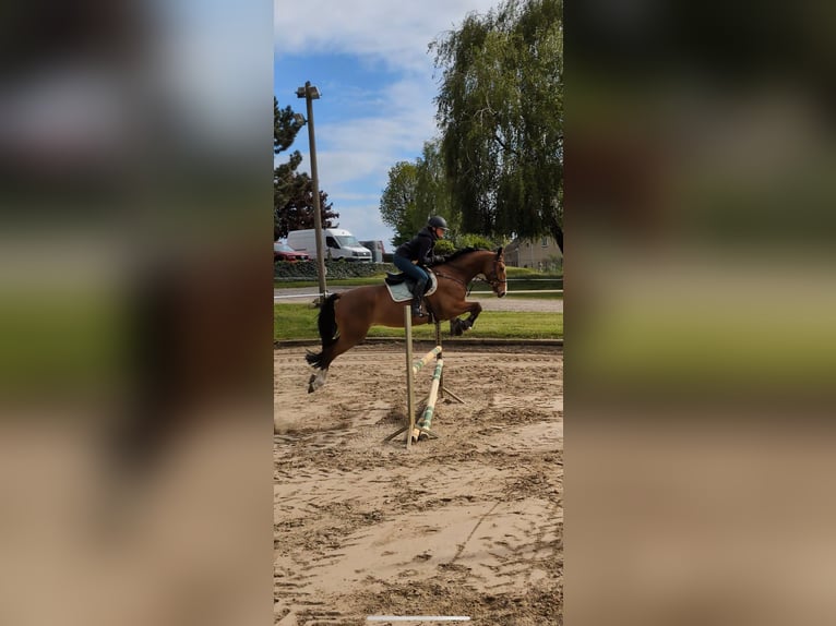 Hanoverian Gelding 5 years 16 hh Brown in Oberkr&#xE4;mer