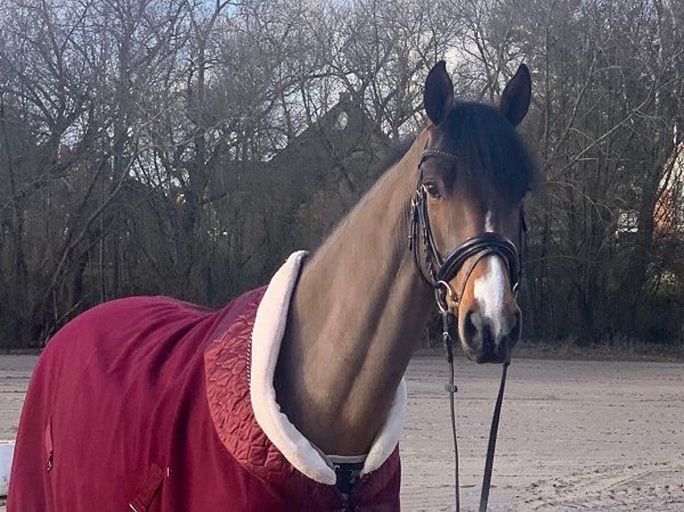 Hanoverian Gelding 5 years 16 hh Brown in Verden (Aller)