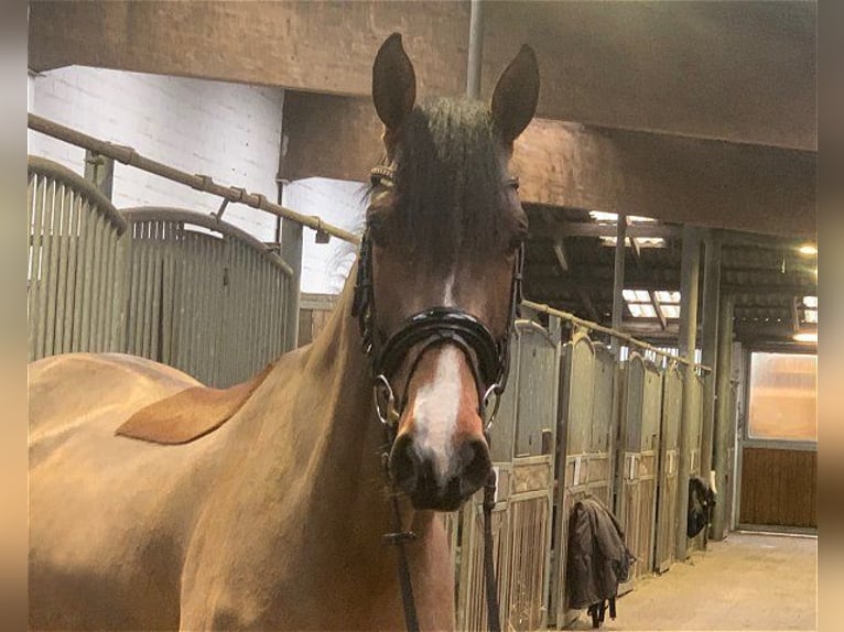 Hanoverian Gelding 5 years 16 hh Brown in Verden (Aller)