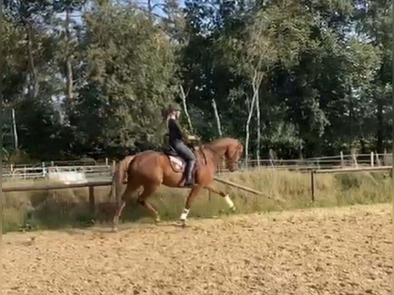 Hanoverian Gelding 5 years 16 hh Chestnut in Hanstedt