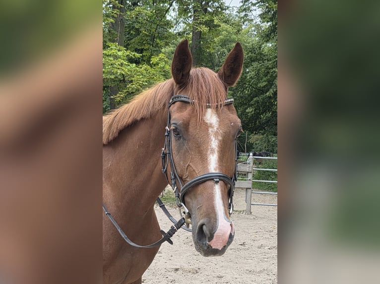 Hanoverian Gelding 5 years 16 hh Chestnut in Braunschweig