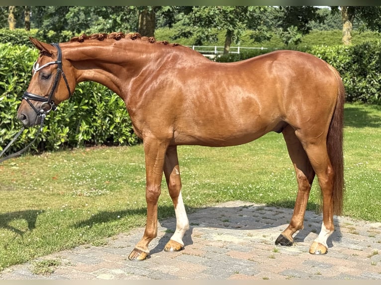 Hanoverian Gelding 5 years 16 hh Chestnut-Red in Visbek