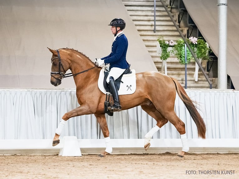 Hanoverian Gelding 5 years 16 hh Chestnut-Red in Verden