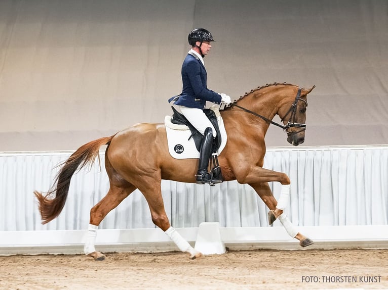 Hanoverian Gelding 5 years 16 hh Chestnut-Red in Verden
