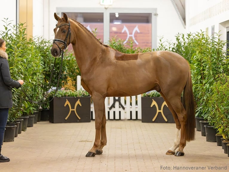 Hanoverian Gelding 5 years 16 hh Chestnut-Red in Verden