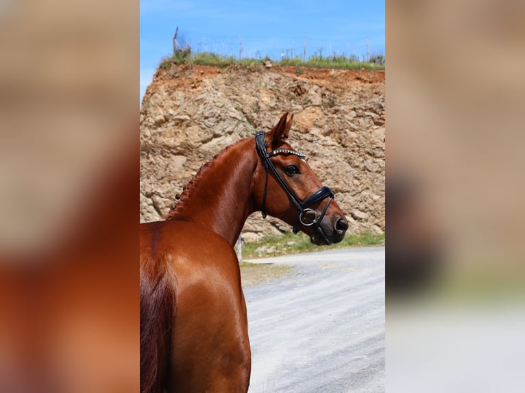 Hanoverian Gelding 5 years 16 hh Chestnut-Red in Malaga