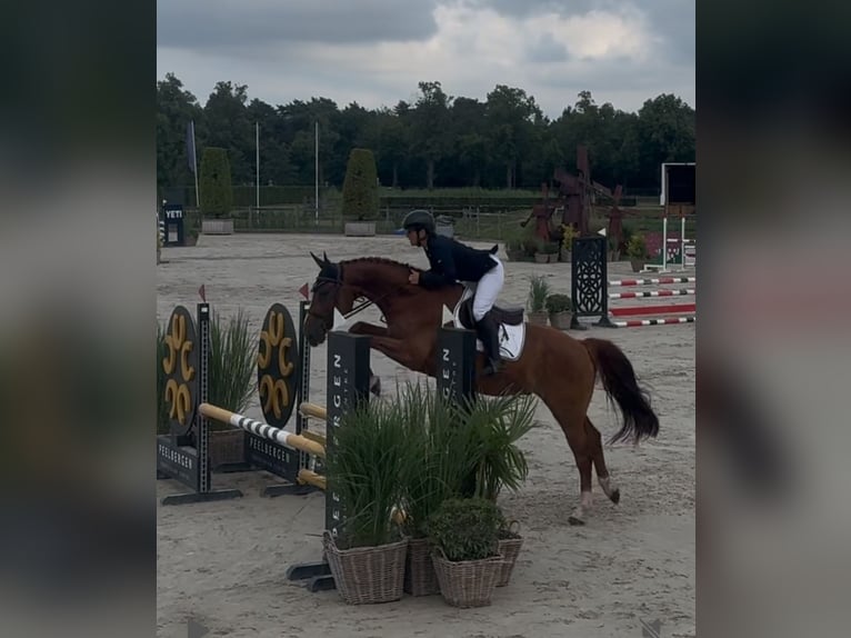 Hanoverian Gelding 5 years 16 hh Chestnut-Red in Ratingen