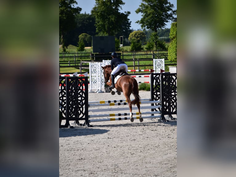 Hanoverian Gelding 5 years 16 hh Chestnut-Red in Ratingen