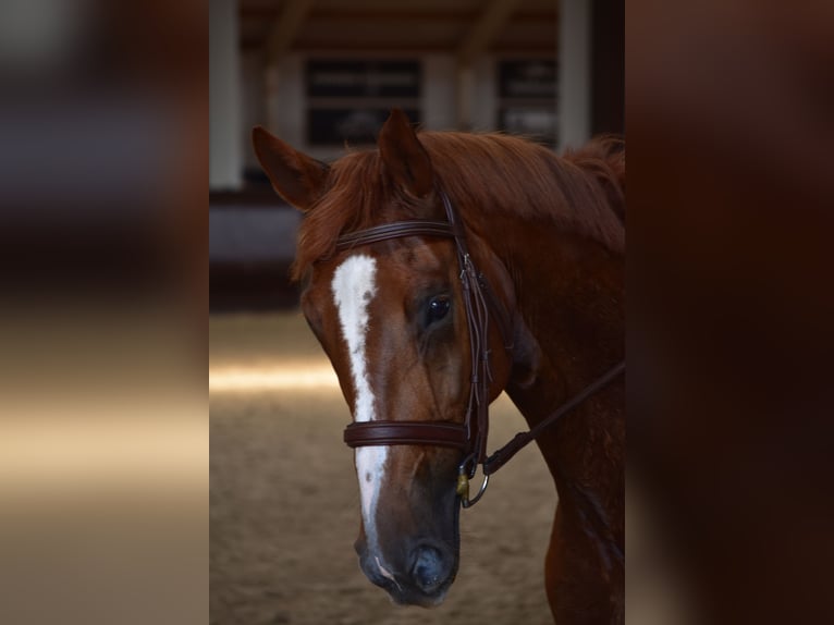 Hanoverian Gelding 5 years 16 hh Chestnut-Red in RatingenRatingen