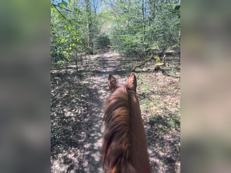 Hanoverian Gelding 5 years 16 hh Chestnut-Red in RatingenRatingen