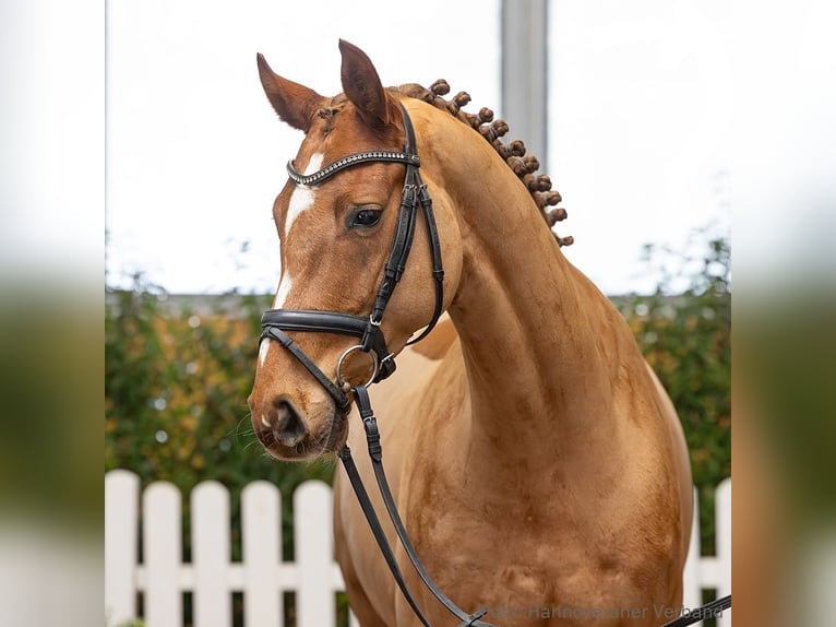 Hanoverian Gelding 5 years 16 hh Chestnut-Red in Verden