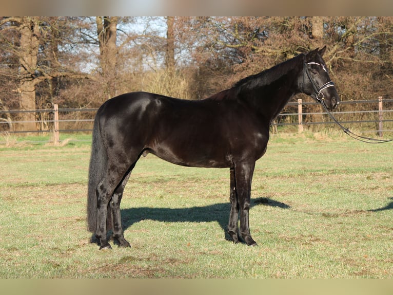 Hanoverian Gelding 5 years 16 hh in Adelheidsdorf