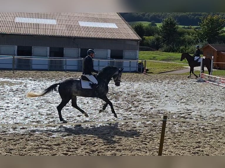 Hanoverian Gelding 5 years 16 hh Gray-Dapple in Northeim