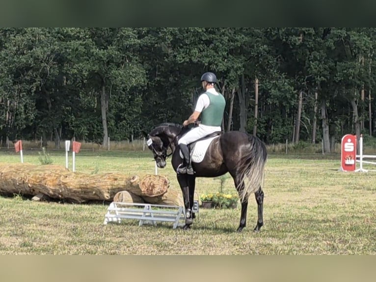 Hanoverian Gelding 5 years 16 hh Grey in Magdeburg