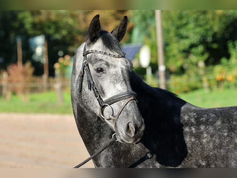 Hanoverian Gelding 5 years 16 hh Grey in Kutenholz