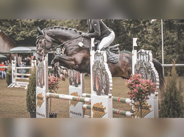 Hanoverian Gelding 5 years 16 hh in Diepenau