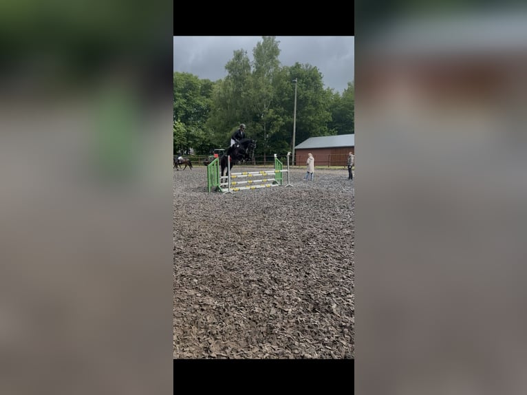 Hanoverian Gelding 5 years 16 hh in Diepenau