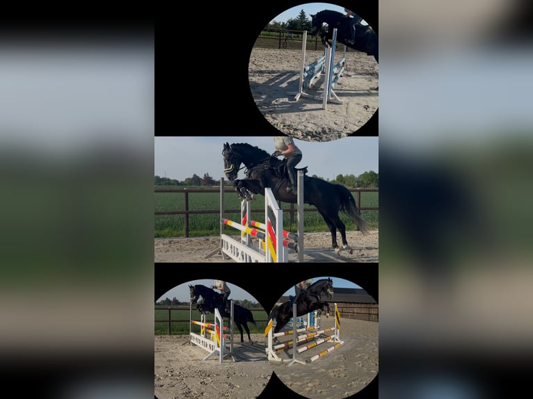 Hanoverian Gelding 5 years 16 hh in Diepenau