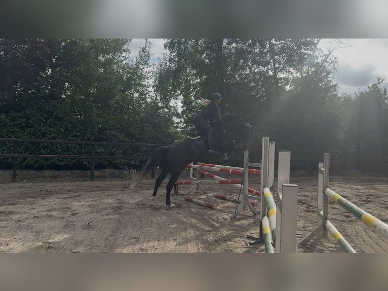 Hanoverian Gelding 5 years 16 hh in Diepenau