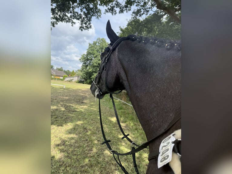 Hanoverian Gelding 5 years 16 hh in Diepenau