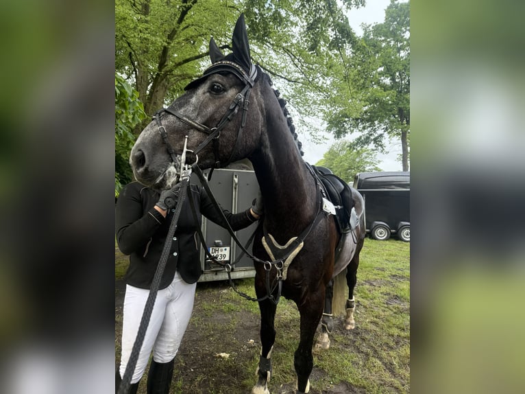 Hanoverian Gelding 5 years 16 hh in Diepenau