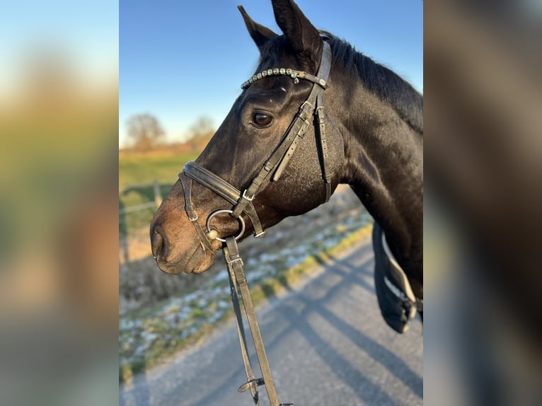 Hanoverian Gelding 5 years 16 hh Smoky-Black in Weener