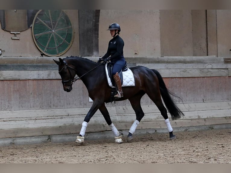 Hanoverian Gelding 5 years 16,1 hh Bay-Dark in Altenstadt
