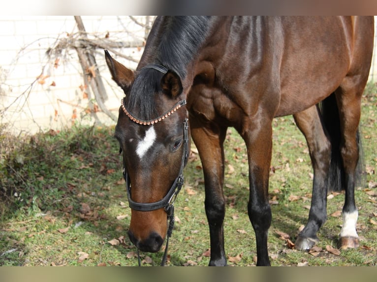 Hanoverian Gelding 5 years 16,1 hh Bay-Dark in Winhöring