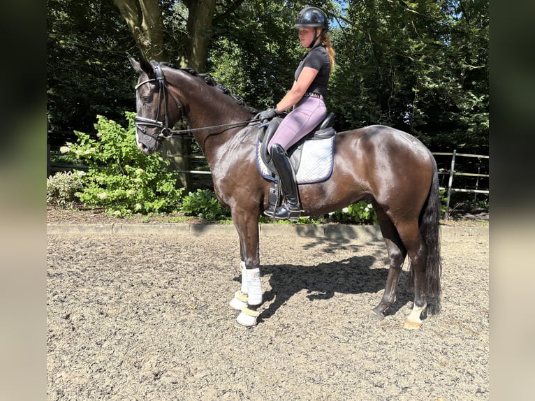 Hanoverian Gelding 5 years 16,1 hh Bay-Dark in Sottrum