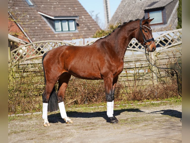 Hanoverian Gelding 5 years 16,1 hh Bay-Dark in Hohenfelde