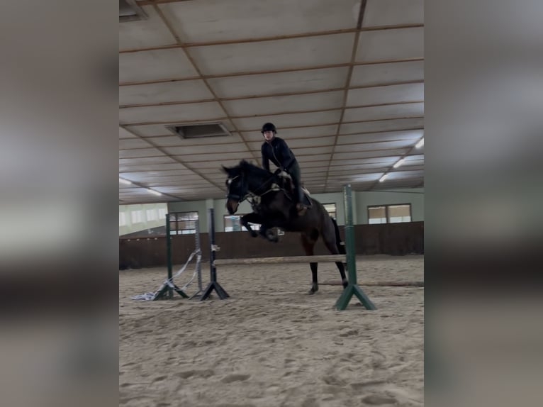 Hanoverian Gelding 5 years 16,1 hh Bay-Dark in Teupitz