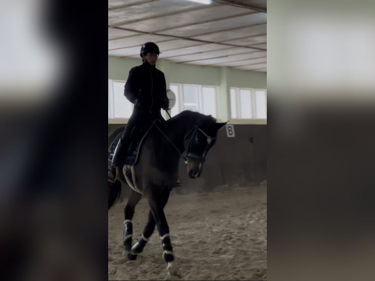 Hanoverian Gelding 5 years 16,1 hh Bay-Dark in Teupitz