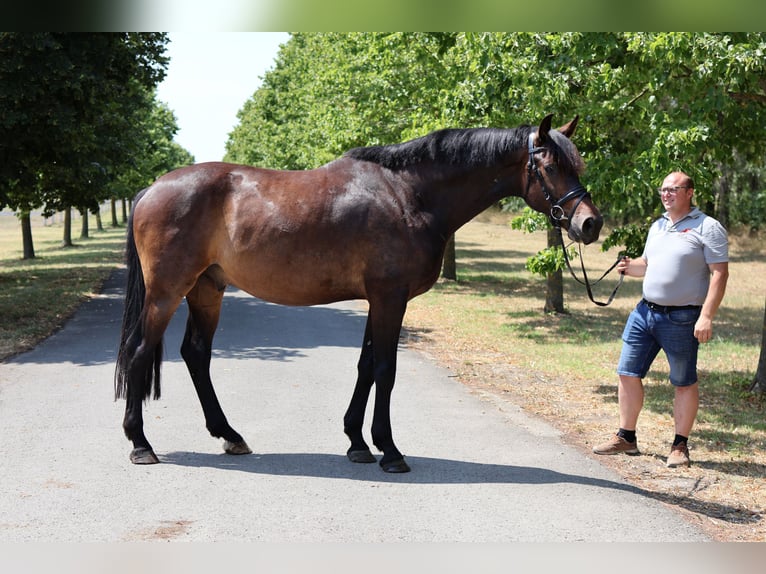 Hanoverian Gelding 5 years 16,1 hh Bay-Dark in GROTE-BROGEL