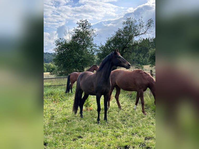 Hanoverian Gelding 5 years 16,1 hh Bay-Dark in Langelsheim