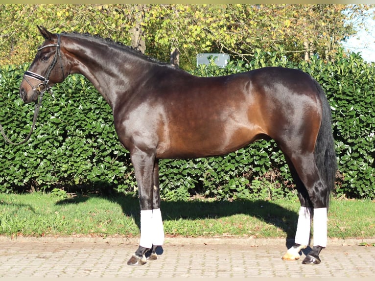 Hanoverian Gelding 5 years 16,1 hh Bay-Dark in Selsingen