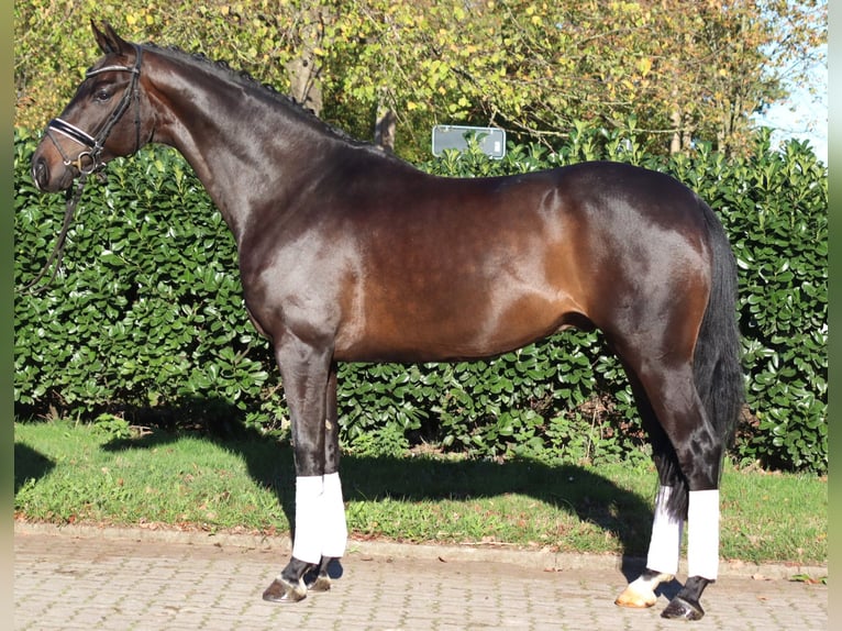 Hanoverian Gelding 5 years 16,1 hh Bay-Dark in Selsingen
