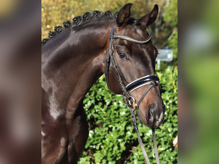 Hanoverian Gelding 5 years 16,1 hh Bay-Dark in Selsingen