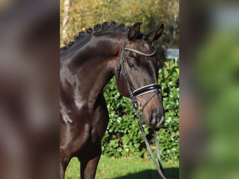 Hanoverian Gelding 5 years 16,1 hh Bay-Dark in Selsingen