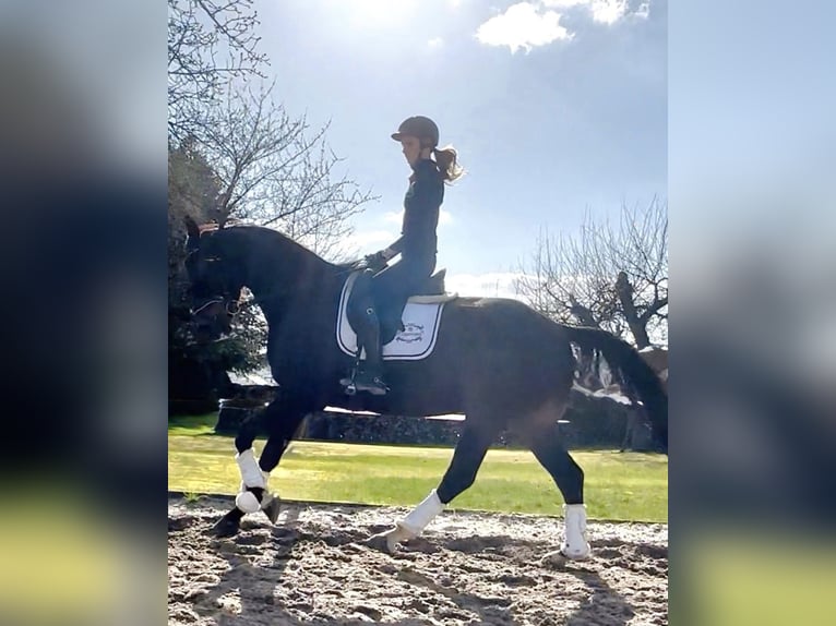 Hanoverian Gelding 5 years 16,1 hh Bay-Dark in Dransfeld