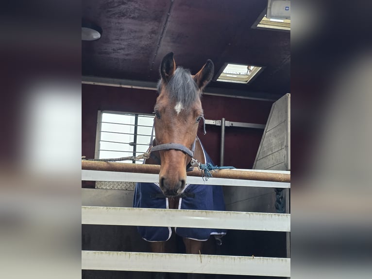 Hanoverian Gelding 5 years 16,1 hh Bay-Dark in Braunschweig
