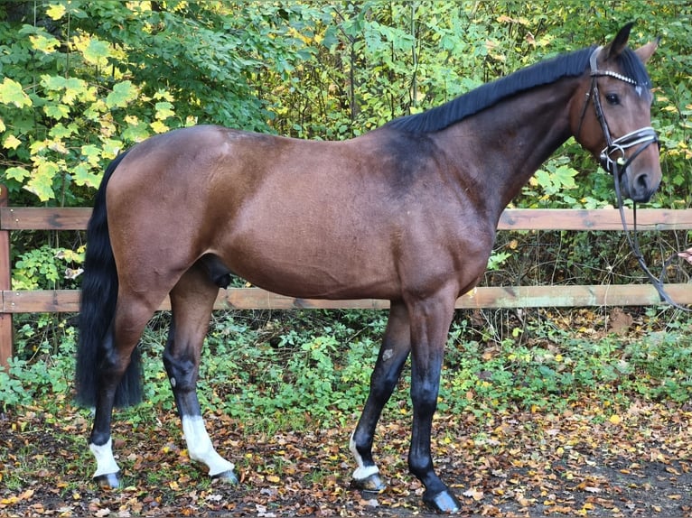 Hanoverian Gelding 5 years 16,1 hh Bay-Dark in Braunschweig