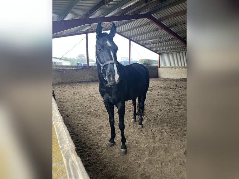 Hanoverian Gelding 5 years 16,1 hh Black in Edingen-Neckarhausen
